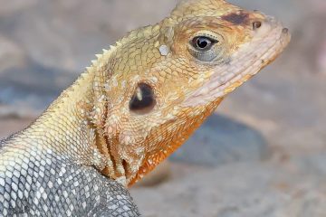 murhison falls national park