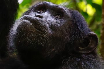 4 days nyugwe primate safari