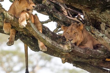 game drive safari in queen elizabeth