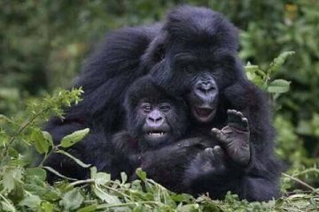 3 days gorilla trekking safari in uganda