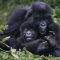 3 days gorilla trekking safari in uganda