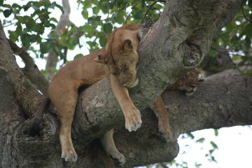 7 days uganda primate and wildlifeb safari with big5