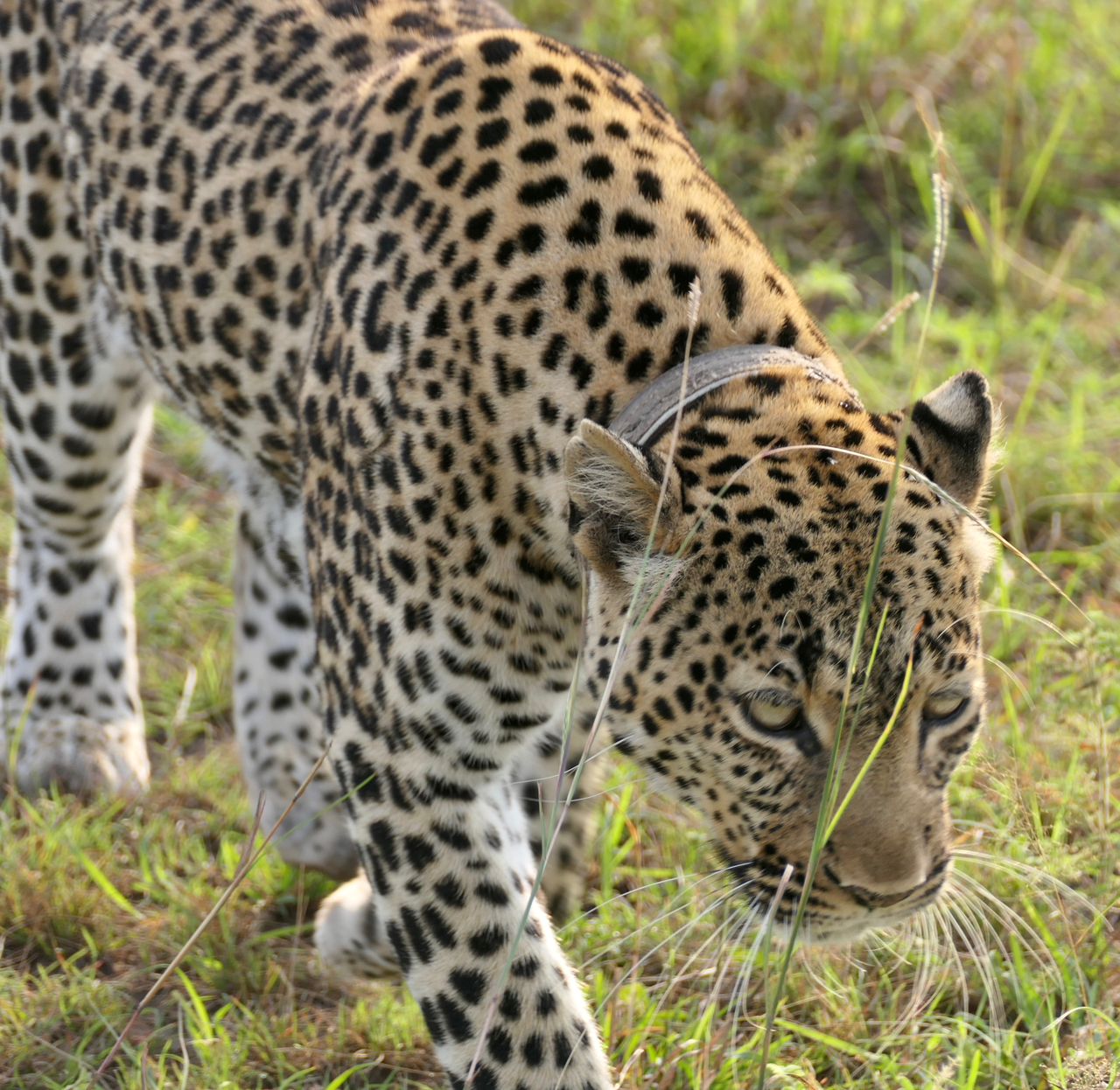 Tanzania