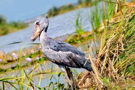 shoebill stork along mabamba swamp