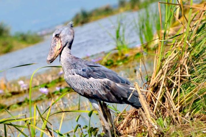 shoebill stork along mabamba swamp