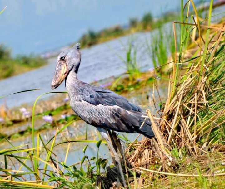 shoebill stork along mabamba swamp