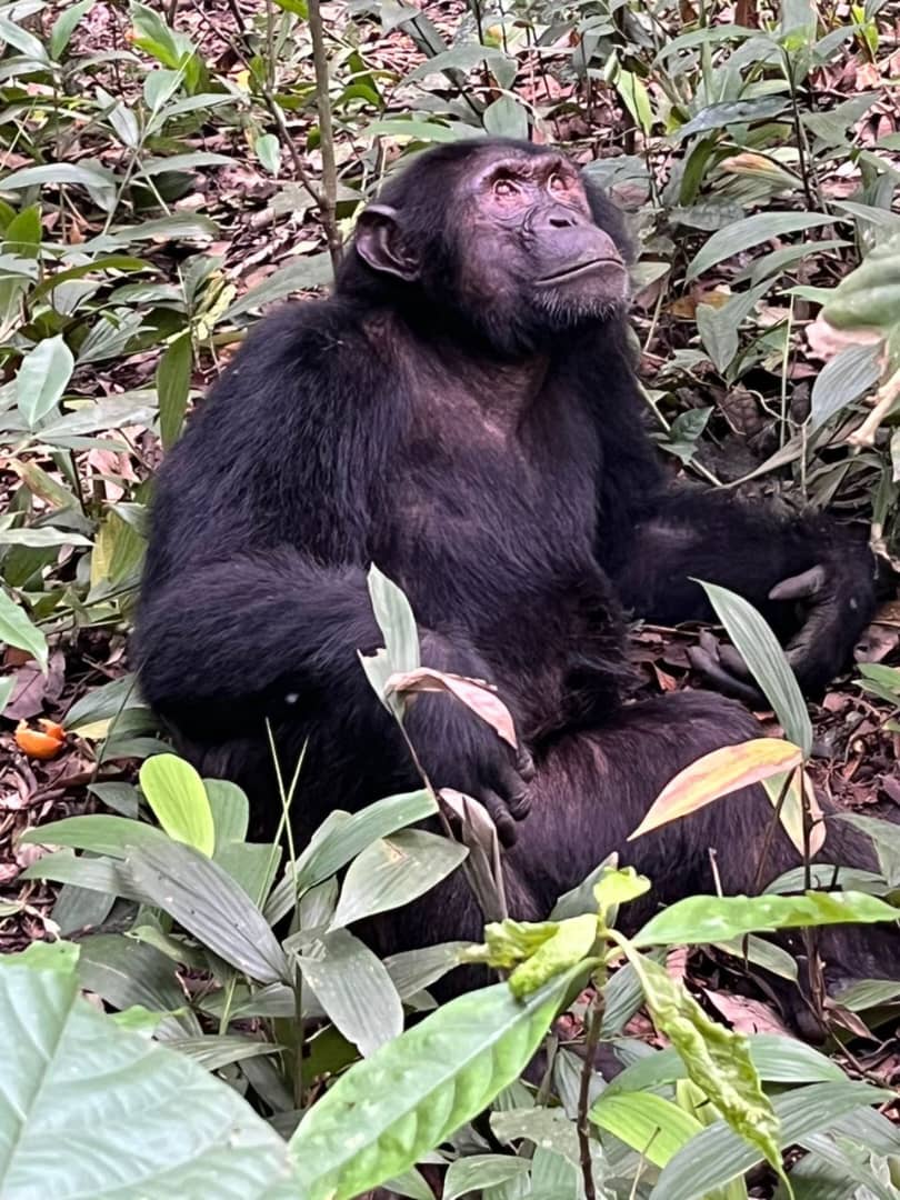14 Days Gorilla, Chimpanzee Uganda Wildlife Safari