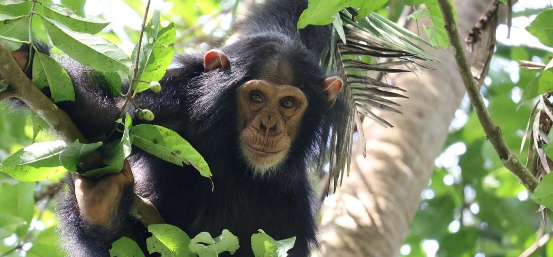 chimpanzee trekking safari in uganda