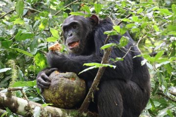 chimp trekking kibale forest national park
