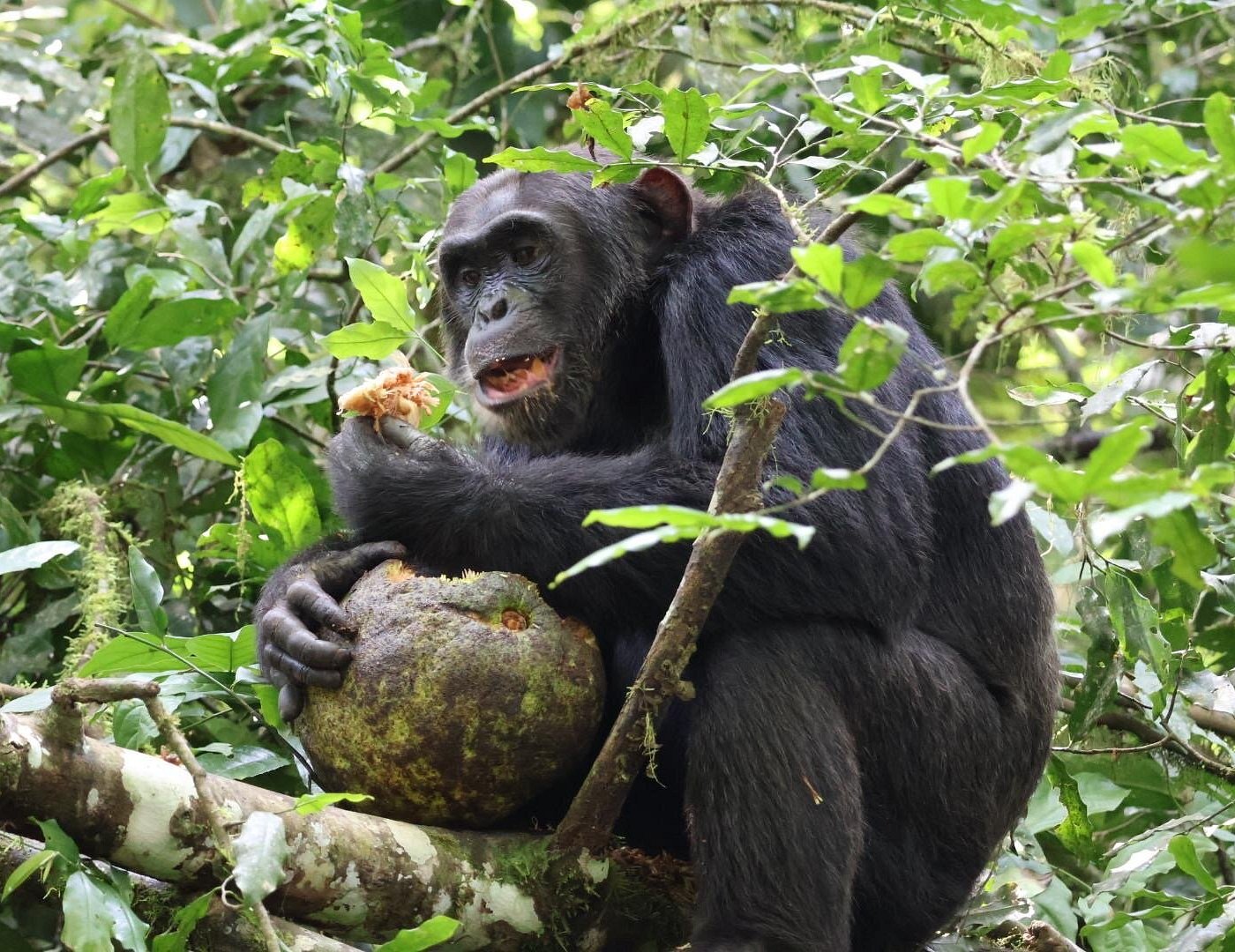 14 Days Primates & Birding Uganda Tour