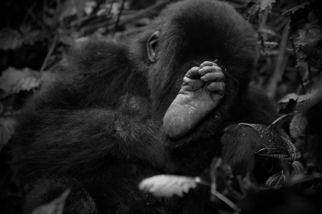 Primates in Uganda: Ultimate Guide to Gorillas, Chimpanzees & Monkeys