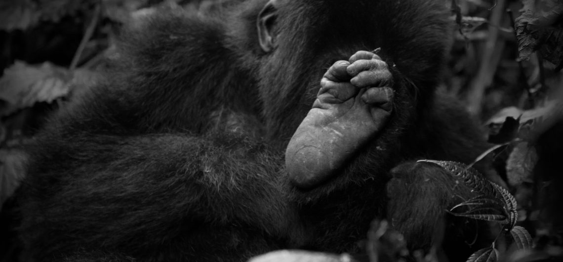 Primates in Uganda: Ultimate Guide to Gorillas, Chimpanzees & Monkeys