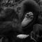 Primates in Uganda: Ultimate Guide to Gorillas, Chimpanzees & Monkeys