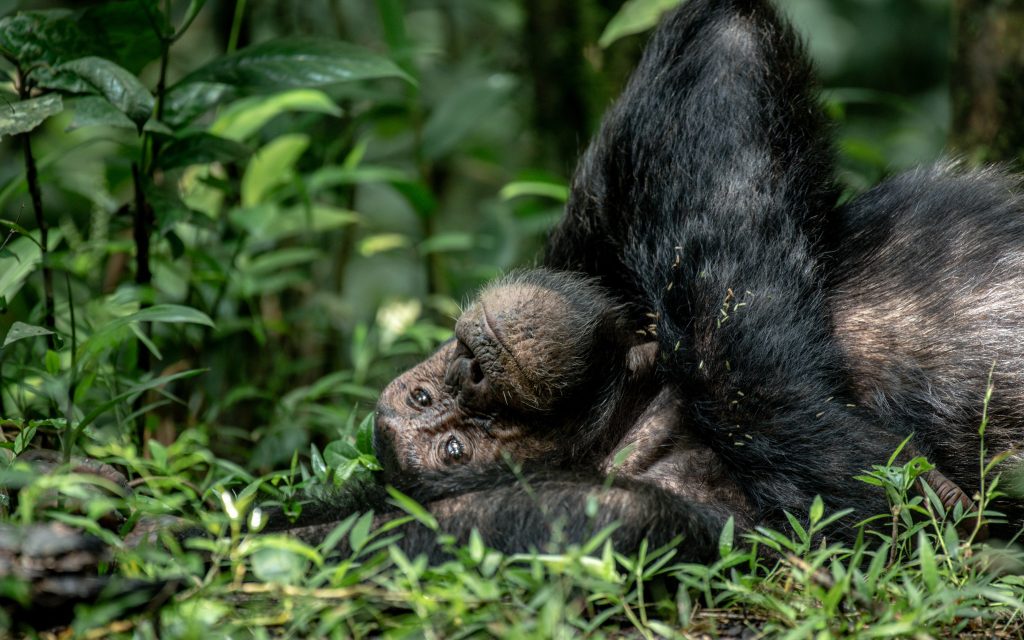 Discover the best place for chimpanzee trekking in Uganda. Enjoy guided rainforest adventures and unforgettable primate encounters