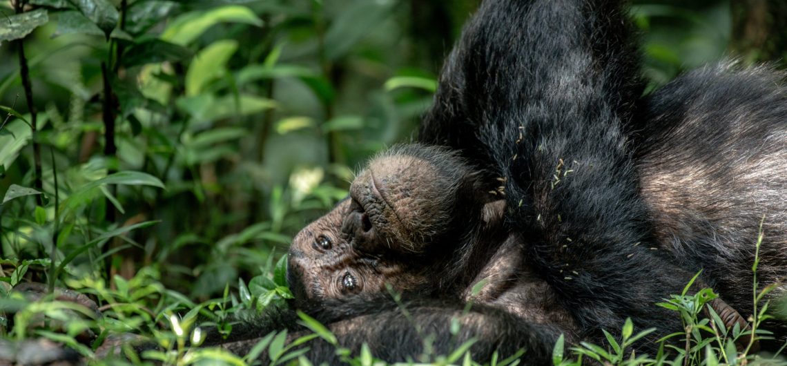 Discover the best place for chimpanzee trekking in Uganda. Enjoy guided rainforest adventures and unforgettable primate encounters